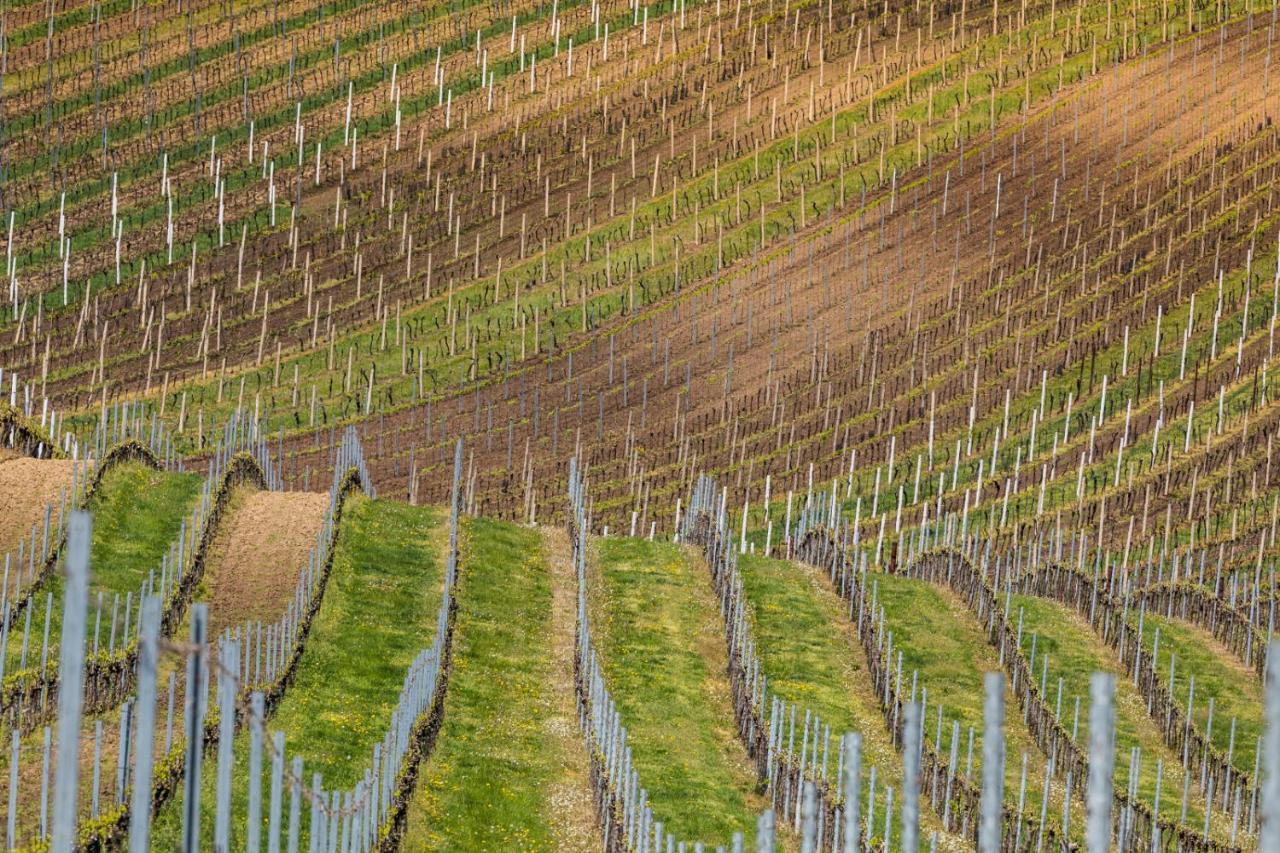 Vinoza - Ubytovani A Vinny Sklep Velke Bilovice Rulandova エクステリア 写真